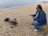 Tony and the pelicans laughing about Graham