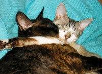 My two Devon Rex cats.... Joey (fat, dark brown from Australia), <br />and Qweequake (from New Zealand) are inseparable.