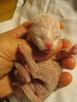 Qweequake newborn