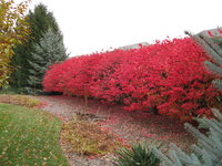 Burning bush