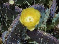 Cactus flower at a desert rest stop