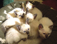 Siamese kittens in Hatboro.jpg