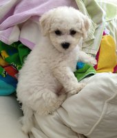 Teddy Bear exploring the pile of towels