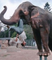 elephantfriend.jpg