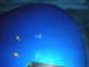 Rickenbacker 2030/4 BH BT, Midnightblue: Close up - Free