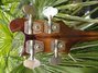 Rickenbacker 4001/4 , Walnut: Headstock - Rear