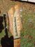 Rickenbacker 345/6 F, Mapleglo: Headstock