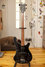 Rickenbacker 4003/4 Shadow, Jetglo: Full Instrument - Front