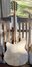 Rickenbacker 360/12 , Mapleglo: Full Instrument - Rear