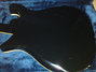 Rickenbacker 620/12 , Jetglo: Body - Rear