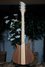 Rickenbacker 650/6 Dakota, Natural Walnut: Full Instrument - Rear