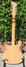 Rickenbacker 620/12 , Mapleglo: Full Instrument - Rear