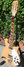 Rickenbacker 620/12 , Mapleglo: Neck - Front