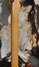 Rickenbacker 650/6 Dakota, Natural Walnut: Neck - Rear