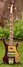 Rickenbacker 4003/4 75th Ann, Burgundy: Full Instrument - Front
