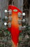 Rickenbacker 460/6 , Fireglo: Headstock - Rear