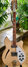 Rickenbacker 360/12 VP, Mapleglo: Full Instrument - Front