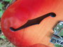 Dec 1958 Rickenbacker 310/6 f hole, Fireglo: Close up - Free2