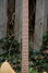 Rickenbacker 6005/6 Banjoline, Mapleglo: Neck - Front