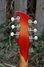 Rickenbacker 425/6 , Fireglo: Headstock - Rear