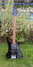 Rickenbacker 4003/5 S, Jetglo: Free image