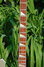 Rickenbacker 4003/4 , Desert Gold: Neck - Front