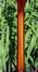 Rickenbacker 370/12 VP, MonteBrown: Neck - Rear