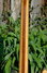 Rickenbacker 330/12 , Mapleglo: Neck - Rear