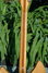 Rickenbacker 336/12 , Mapleglo: Neck - Rear