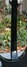 Rickenbacker 325/6 C58, Jetglo: Neck - Rear