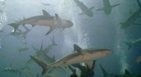 Sharks.jpg