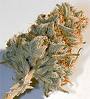 bud.jpg