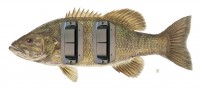 HS Bass.jpg