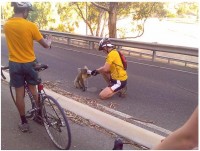koala.JPG