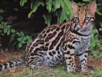 ocelot02-wlpr-tm.jpg