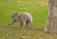 koala.jpg