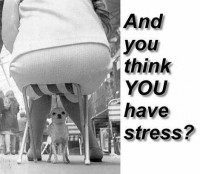 why-small-dogs-have-stress.jpg