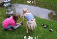 kittens-and-skunks-confuse-me.jpg