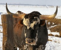 Steer head?