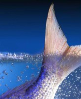 Fish tail?