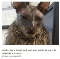 uglycat1.jpg