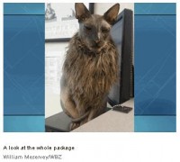 uglycat2.jpg