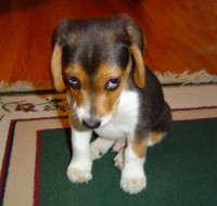 sorry beagle.jpg