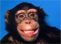 chimp.jpg