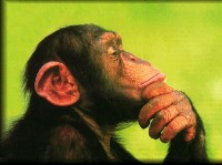chimp2.jpg