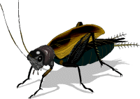 cricket.gif