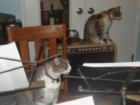 Skye checks out the music stands and Cassidy takes on a new job as Amp inspector.
