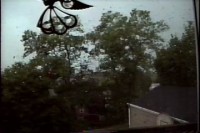 Tree1 copy.JPG