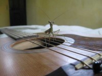 I like to play finger style
