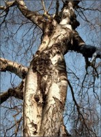 weird-tree.jpg